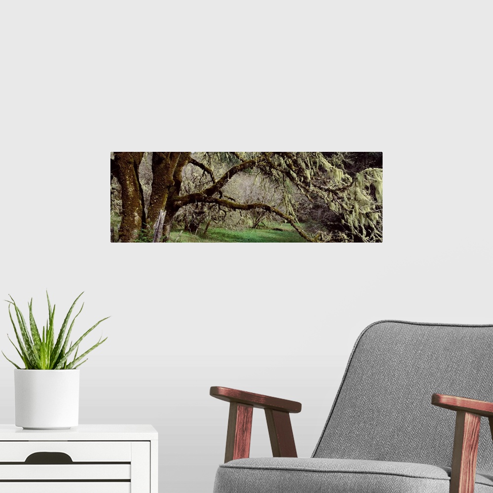 A modern room featuring Close-up of an oak tree, Humboldt County, California