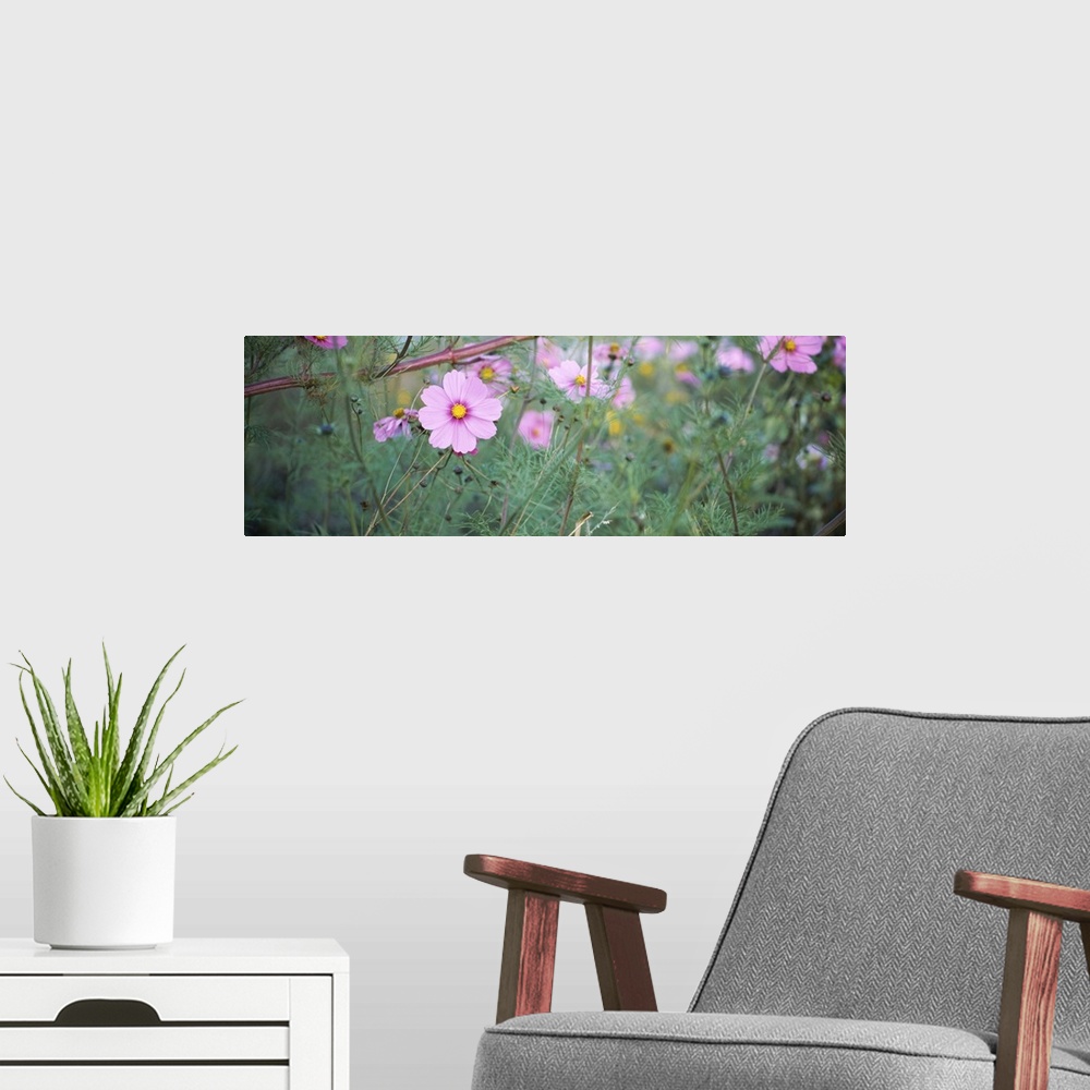 A modern room featuring Close-up of Cosmos (Cosmos bipinnatus) flowers, Weinsberg, Baden-Wurttemberg, Germany