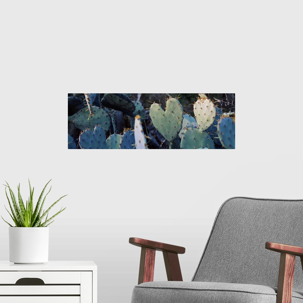 A modern room featuring Close up of Prickly Pear Cacti Texas