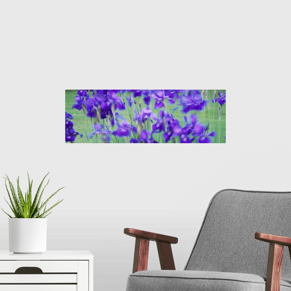 A modern room featuring Close-up of purple flowers