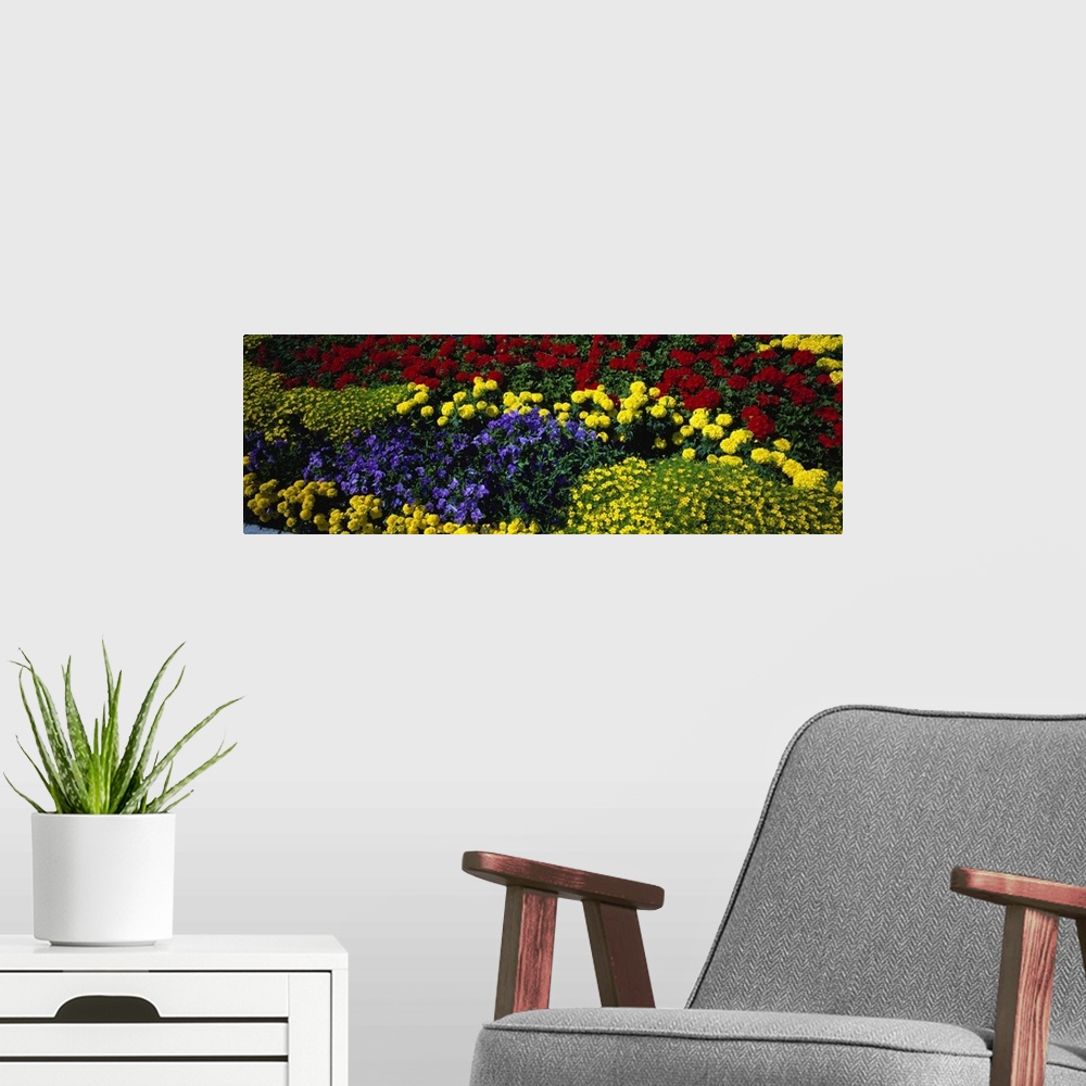 A modern room featuring Colorful annual flowers in bloom, close-up