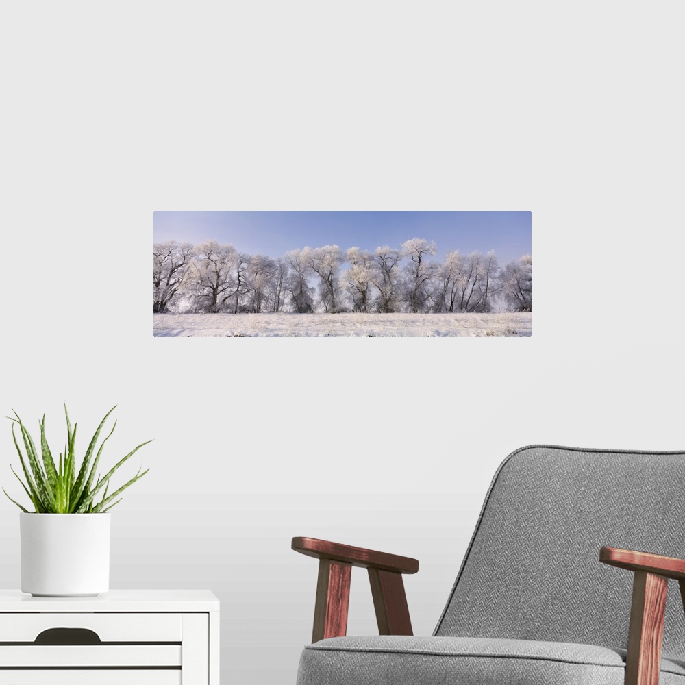 A modern room featuring Cottonwood trees covered with snow, Lower Klamath Lake, Siskiyou County, California, USA