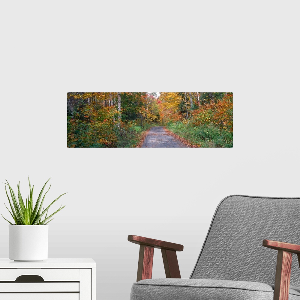 A modern room featuring Country road passing through a forest, Adirondack Park, Franklin County, New York State,