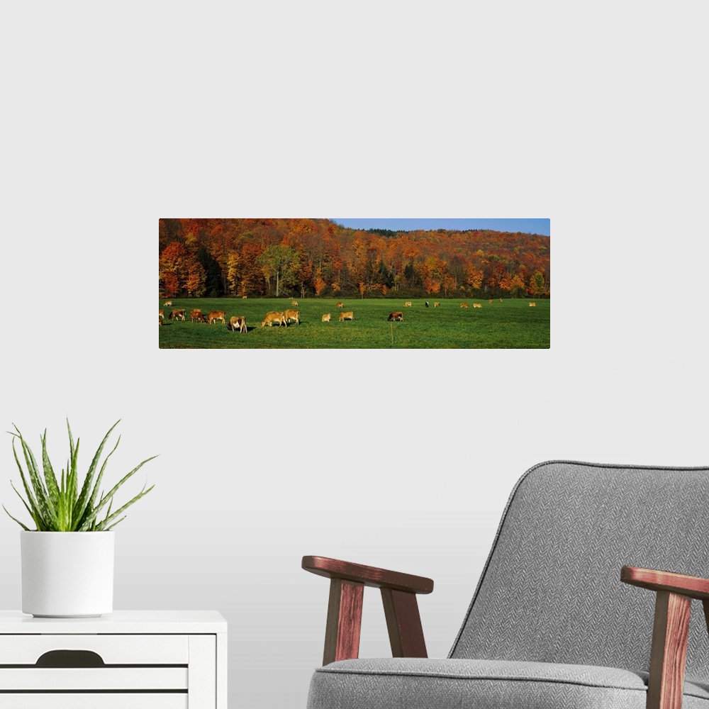 A modern room featuring Cows grazing on a pasture, Wilmington, Vermont, New England