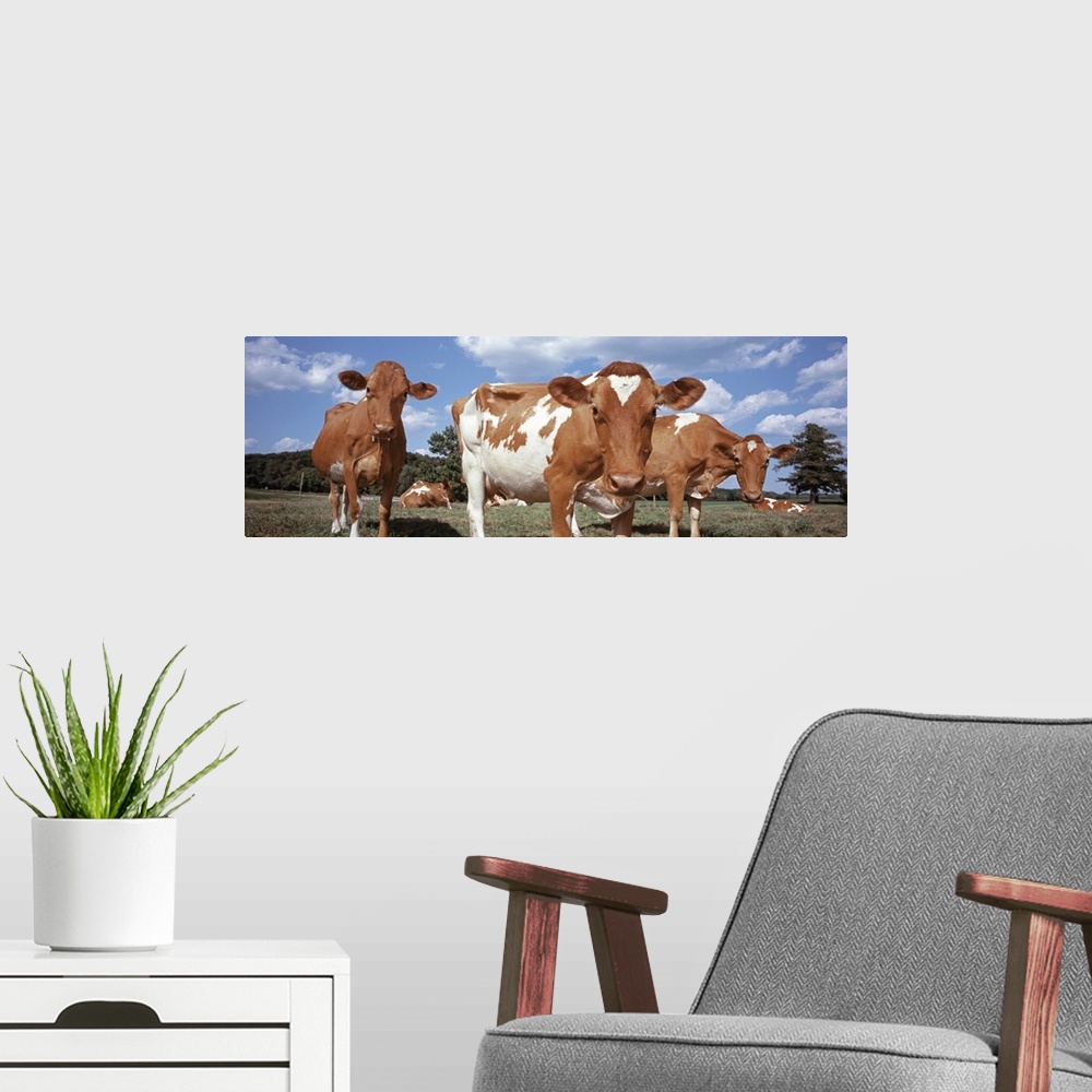 A modern room featuring Cows in a field Waupun Dodge County Wisconsin