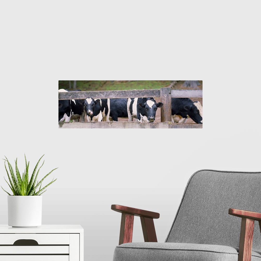 A modern room featuring Cows looking through a fence