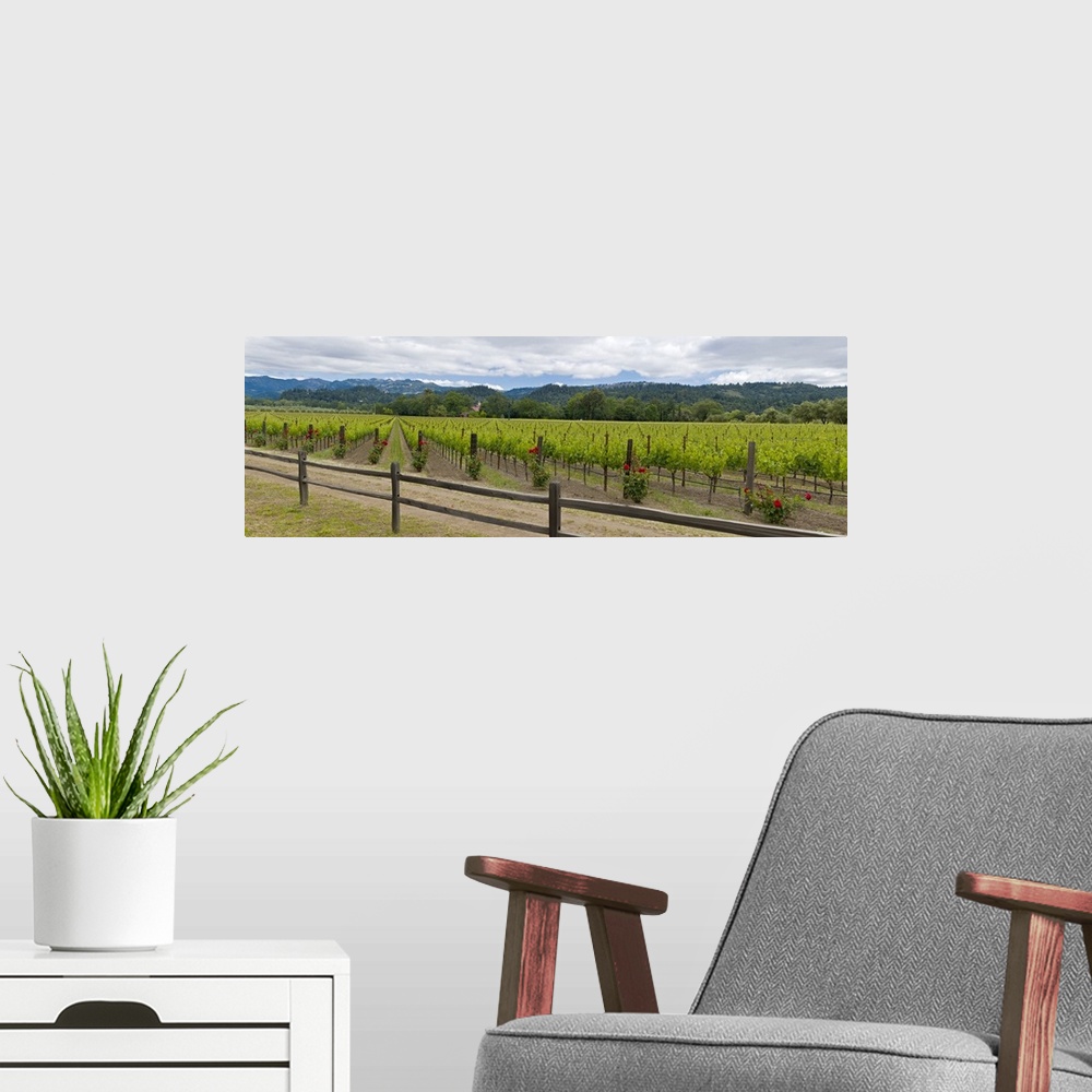 A modern room featuring Crop in a vineyard, Napa Valley, California