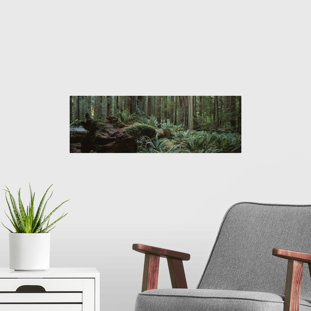A modern room featuring Dead tree in a forest, Jedediah Smith Redwoods State Park, California