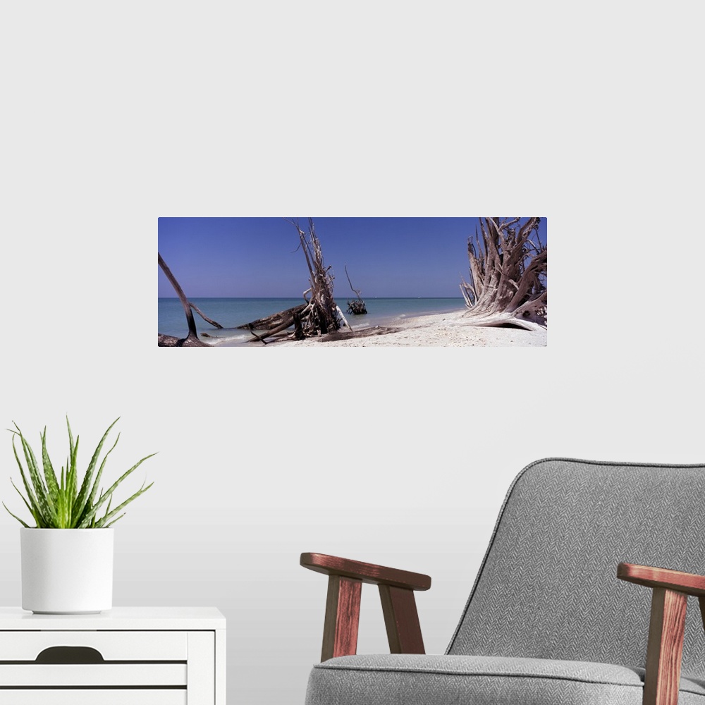 A modern room featuring Dead trees on the beach, La Costa Island, Lee County, Florida,