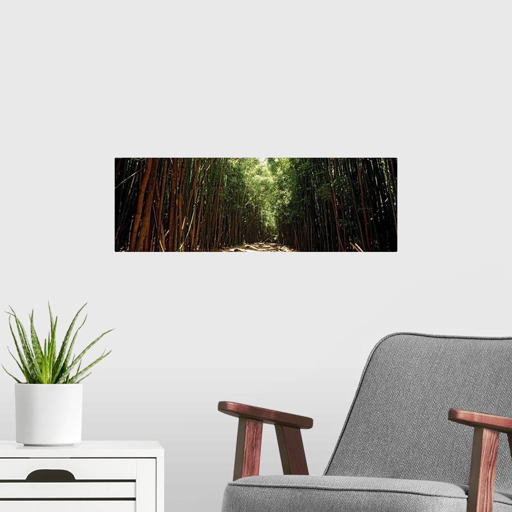 A modern room featuring Panoramic photograph of trail lined with tall bamboo trees.