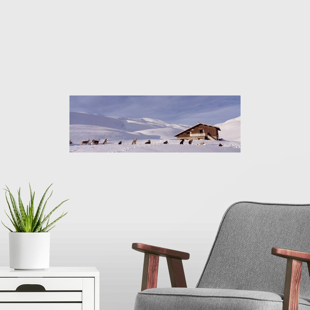 A modern room featuring Dog Team in Winter at Swiss Cottage France