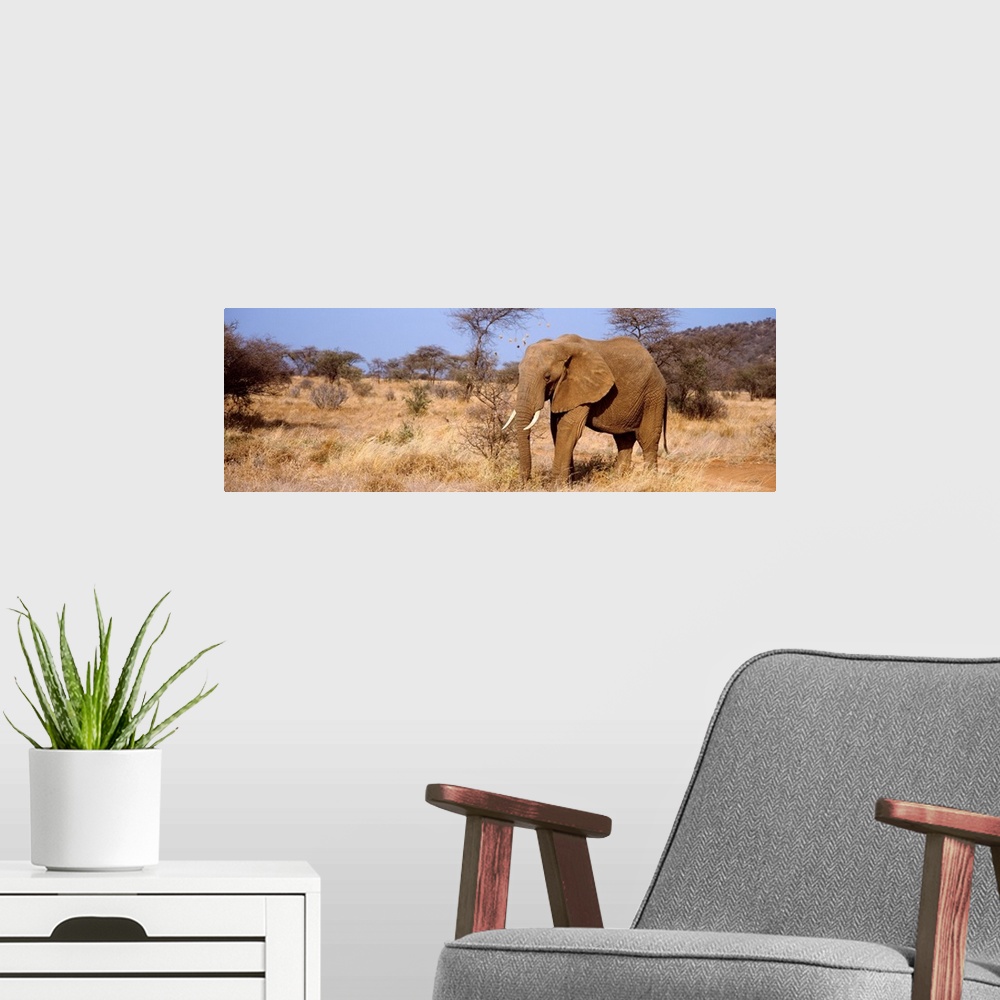 A modern room featuring Elephant Kenya Africa