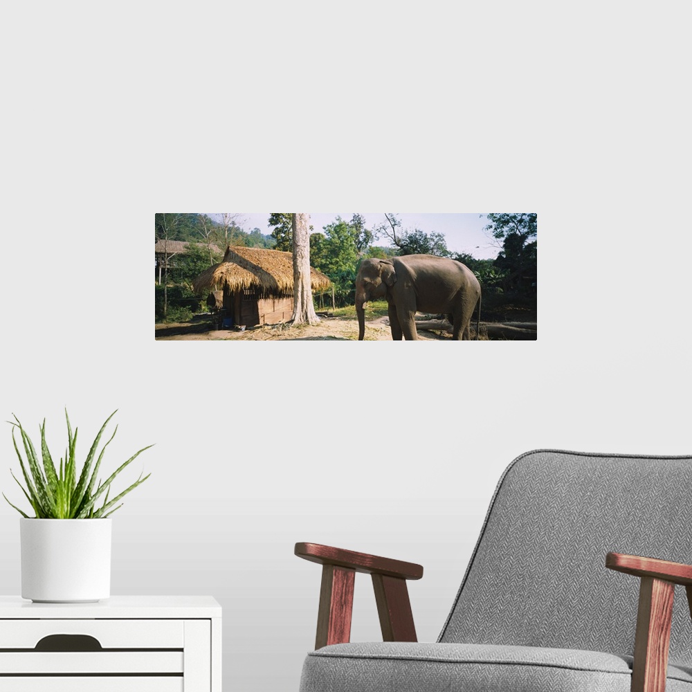 A modern room featuring Elephant standing outside a hut in a village, Chiang Mai, Thailand