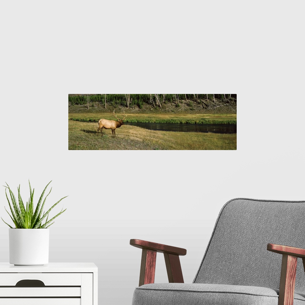 A modern room featuring Elk Cervus canadensis in a forest Madison River Yellowstone National Park Wyoming