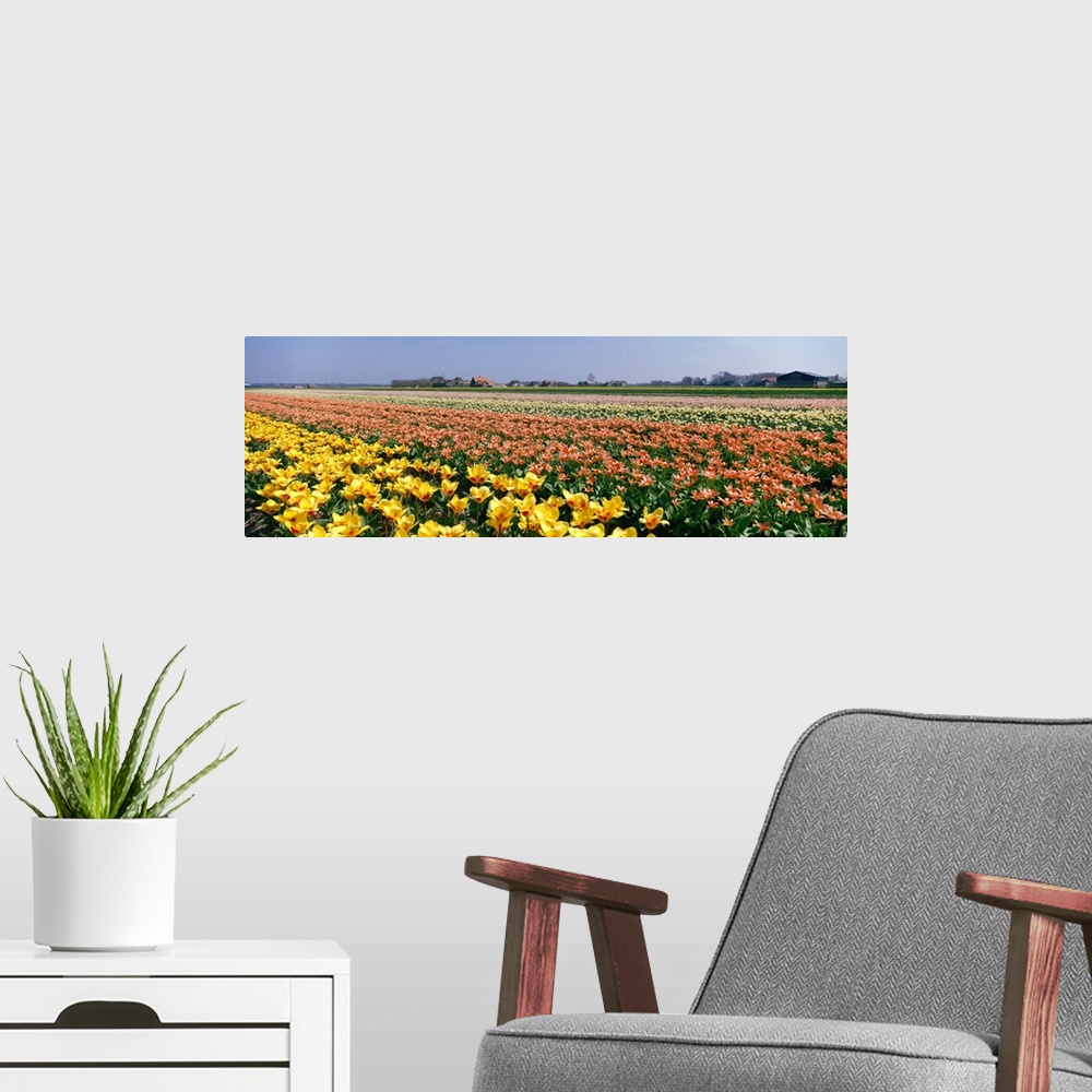 A modern room featuring Field of Flowers Egmond Netherlands