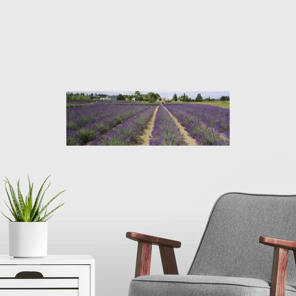 A modern room featuring Field of lavender, Jardin Du Soleil, Sequim, Clallam County, Washington State