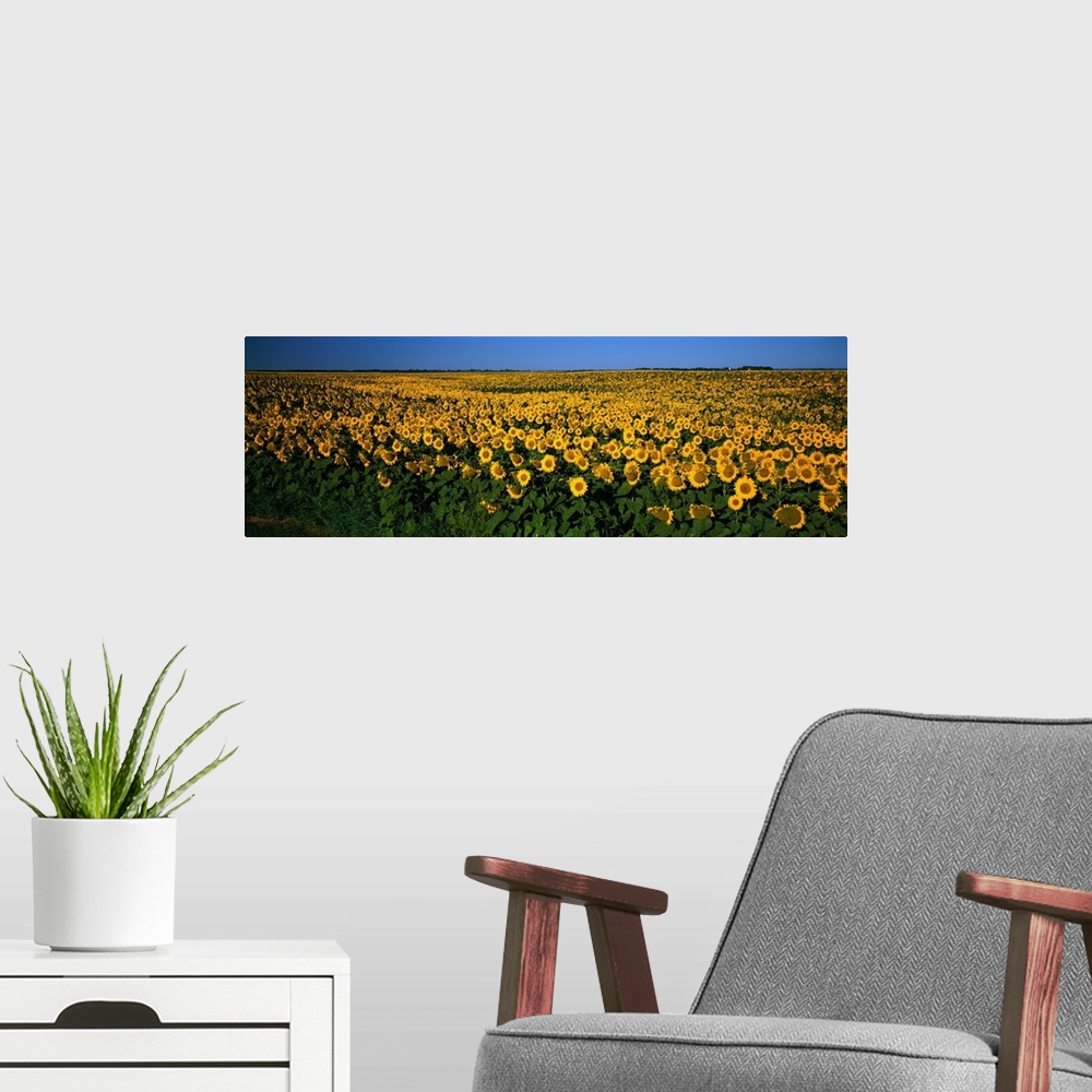 A modern room featuring Field of Sunflowers ND