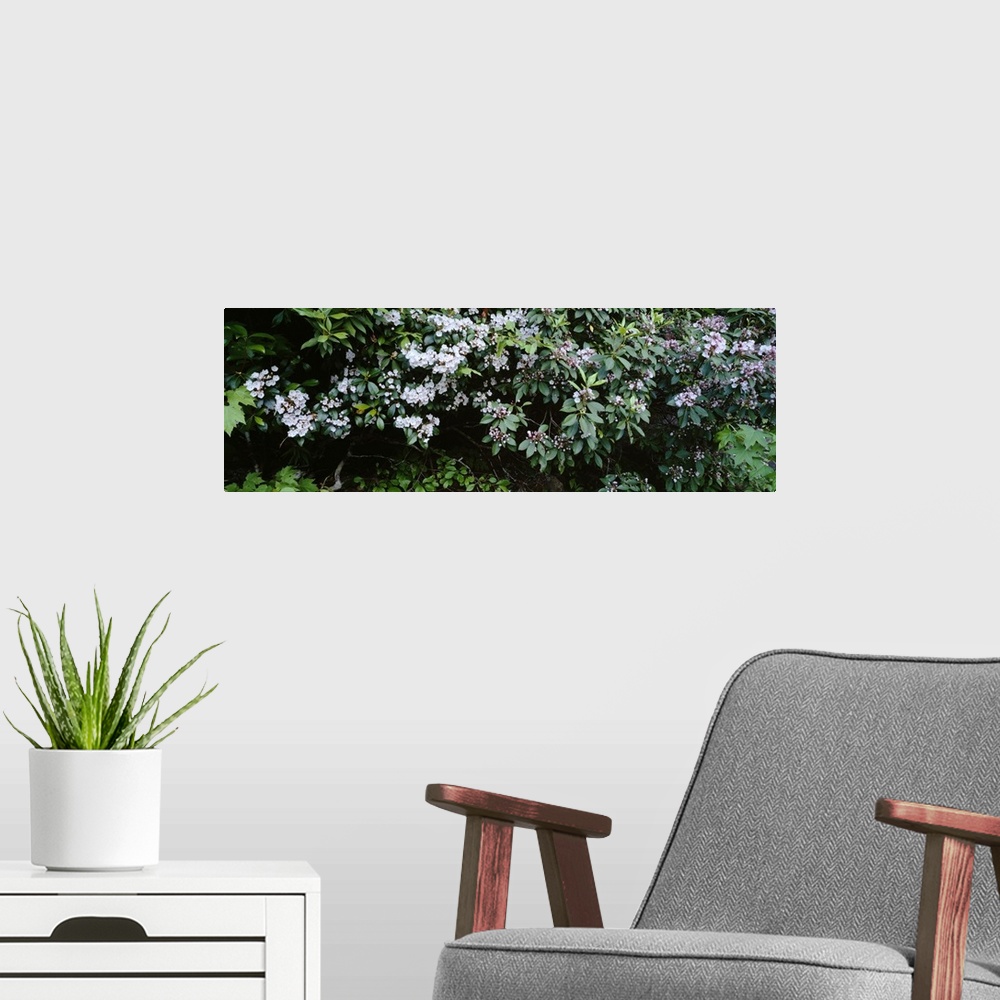 A modern room featuring Flowering Mountain Laurels (Kalmia latifolia), Chattooga River, Georgia near South Carolina