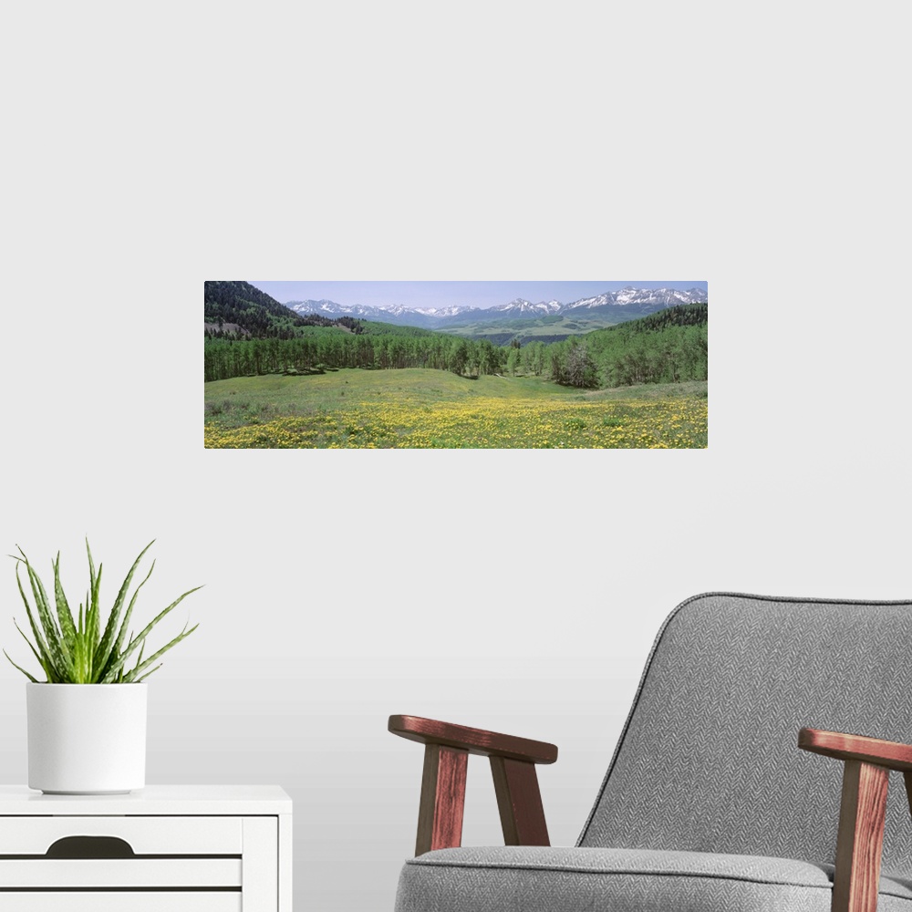 A modern room featuring Flowering plants on a field, Mt. Wilson, San Miguel Range, Telluride, Colorado