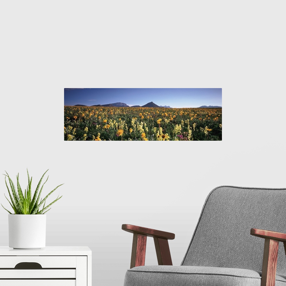 A modern room featuring Flowers growing in a field, Rocky Mountains, Montana