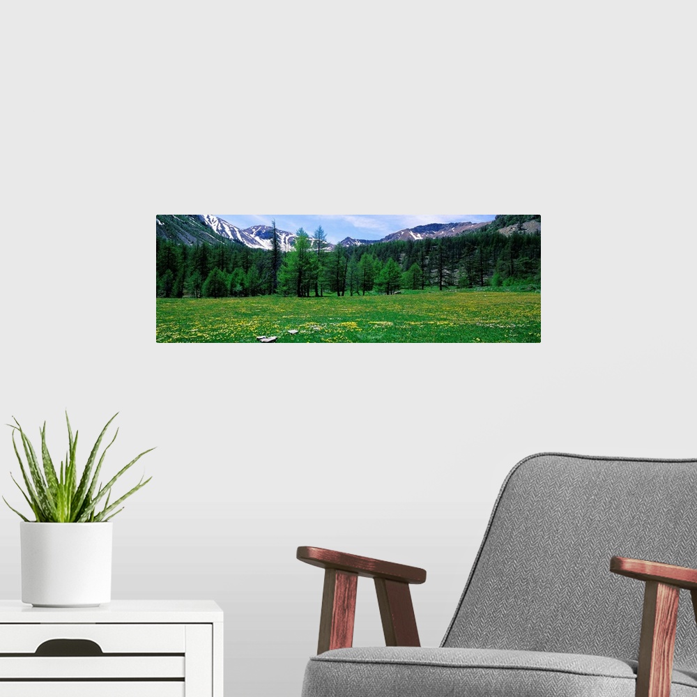 A modern room featuring Flowers in a field, Mercantour National Park, France