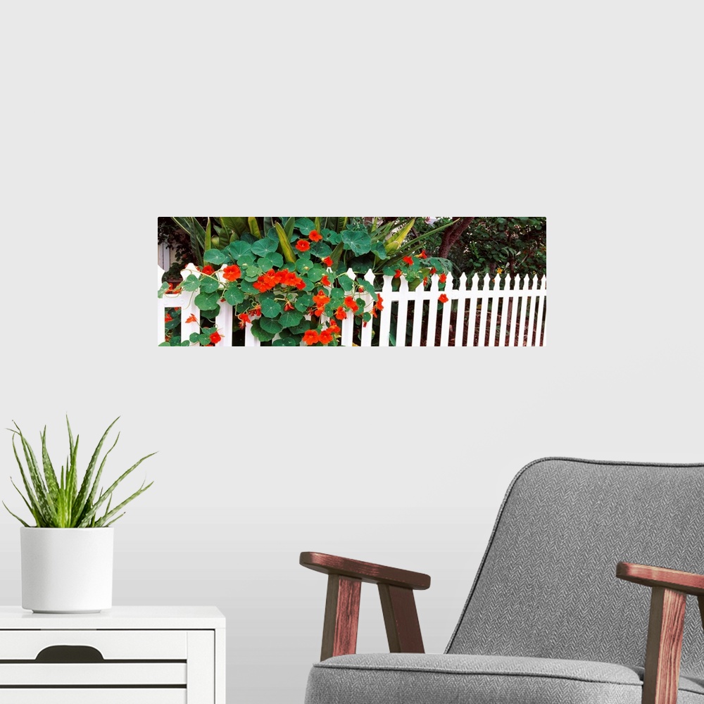 A modern room featuring Flowers over a picket fence Naples Long Beach California