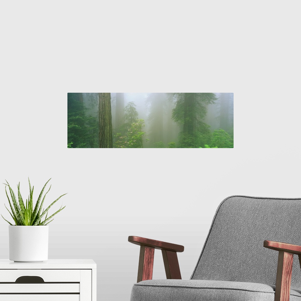 A modern room featuring A big panoramic piece of a forest with different types of trees shown and a layer of fog in the d...