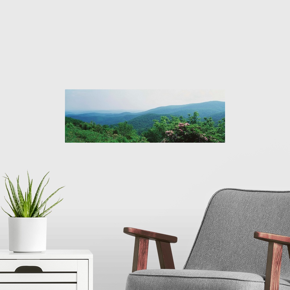 A modern room featuring Fog over a forest, Great Smoky Mountain National Park, North Carolina