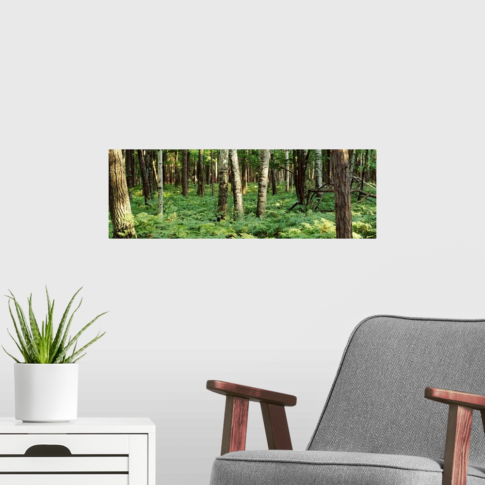 A modern room featuring forest floor