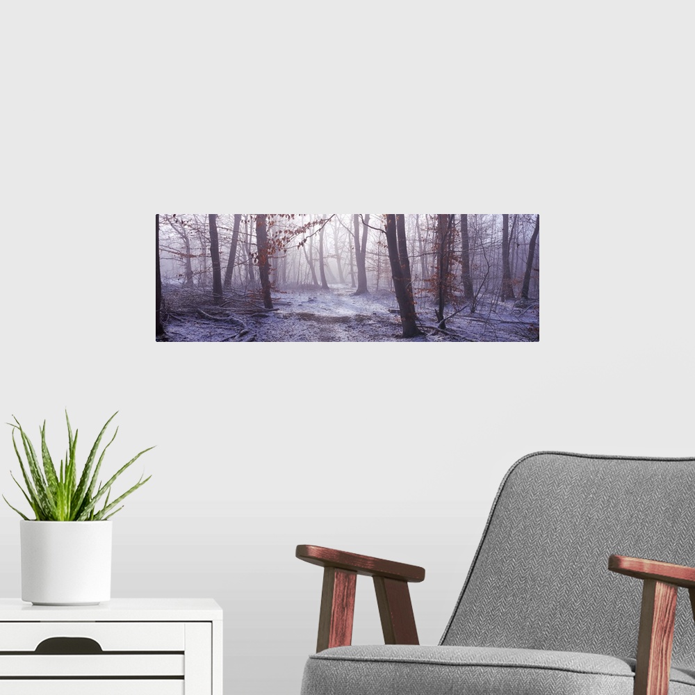 A modern room featuring Forest in winter at dawn Bavaria Germany