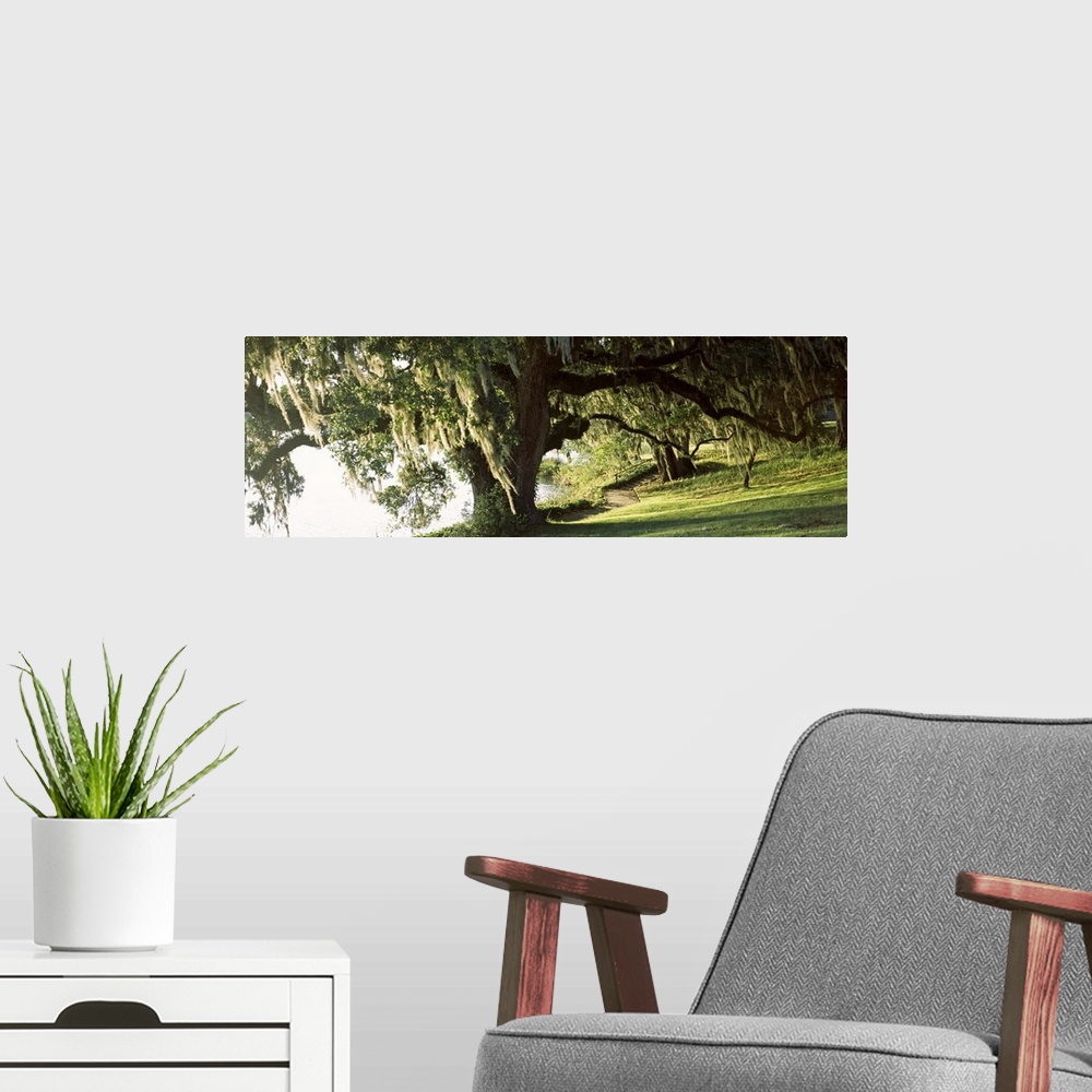 A modern room featuring Panoramic photo of a weeping willow tree in a garden along a river.