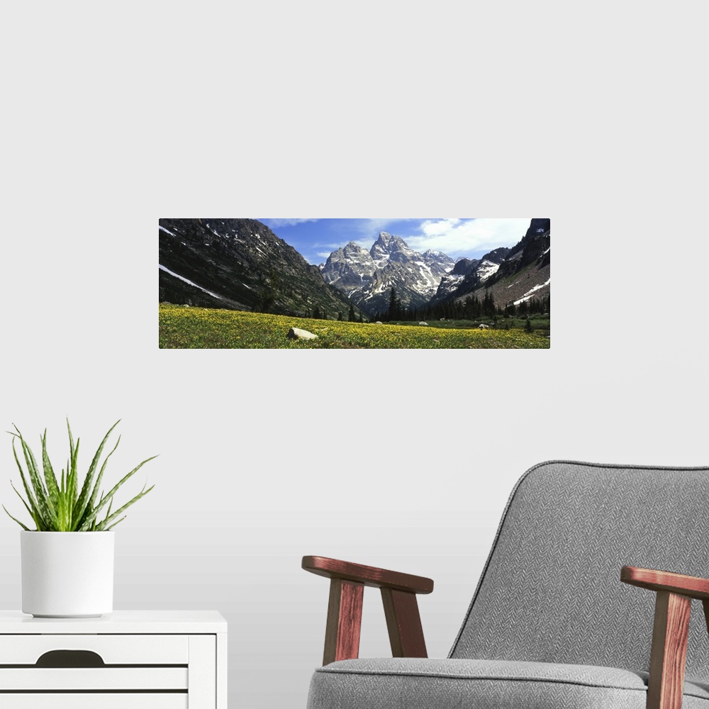 A modern room featuring Glacier lilies in a field with mountains in background, Grand Teton National Park, Wyoming