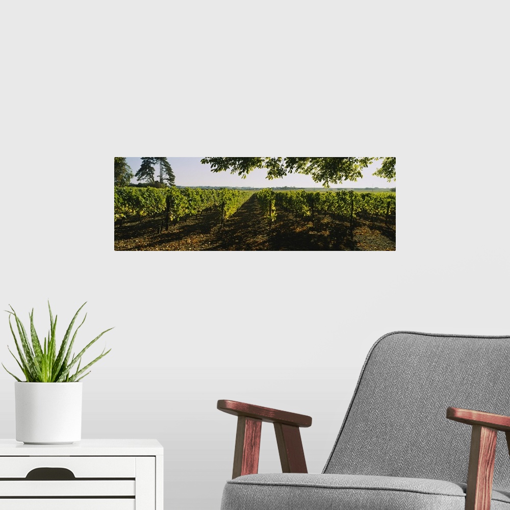 A modern room featuring Grape vines in a vineyard, Loire Valley, France