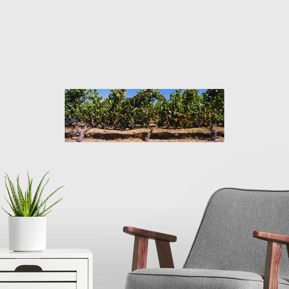 A modern room featuring Grape vines in a vineyard, Napa Valley, Napa County, California