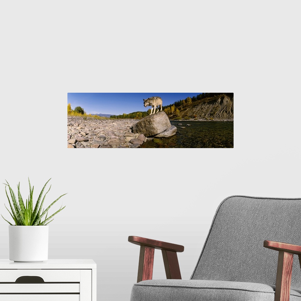 A modern room featuring Gray wolf standing on a rock at the riverbank, North Fork Flathead River, Glacier National Park, ...