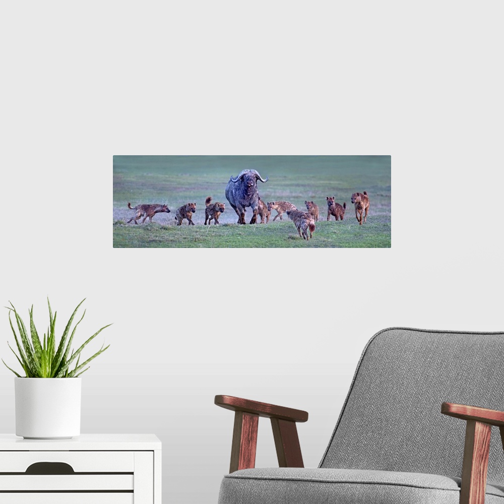 A modern room featuring Group of hyenas hunting an African buffalo (Syncerus caffer), Ngorongoro Crater, Arusha Region, T...