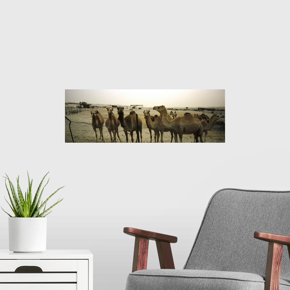 A modern room featuring Herd of camels in a farm, Abu Dhabi, United Arab Emirates