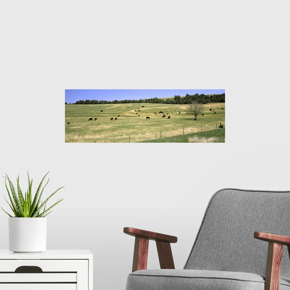 A modern room featuring Herd of cows grazing in a field, Kansas