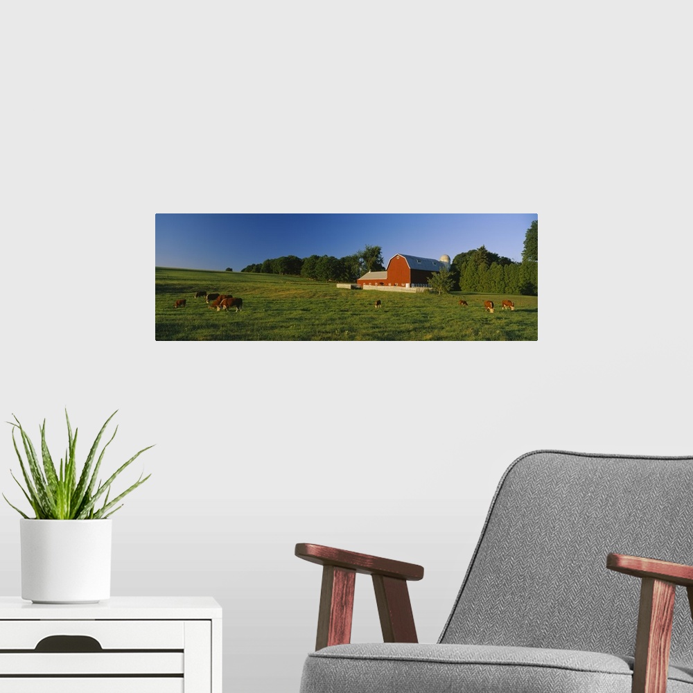 A modern room featuring Herd of cows grazing in a field, Kent County, Michigan