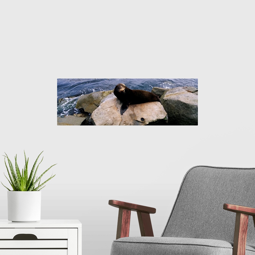 A modern room featuring High angle view of a sea lion lying on a rock at the coast, Fishermans Wharf, Monterey, California