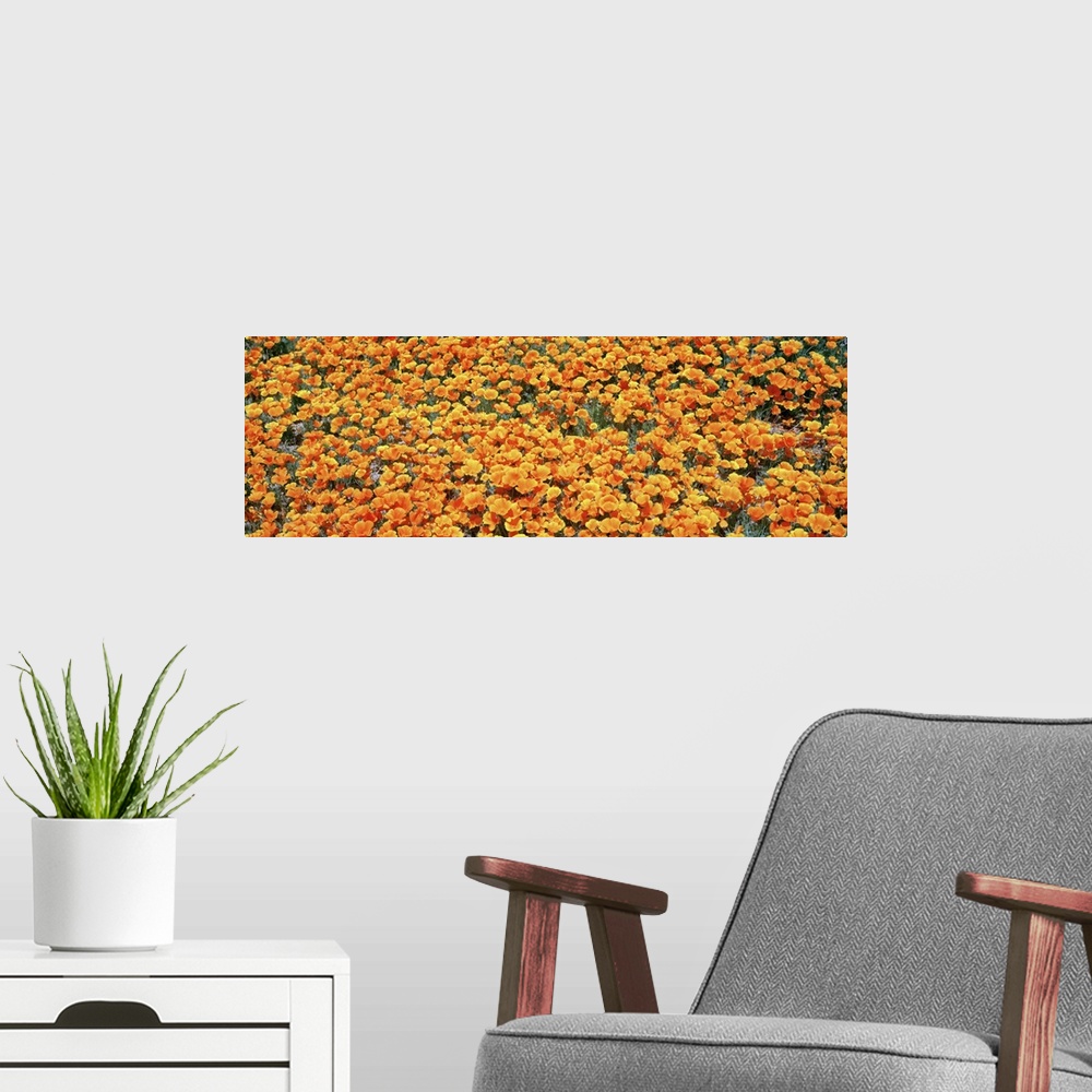 A modern room featuring High angle view of California Golden Poppies (Eschscholzia californica), Antelope Valley Californ...