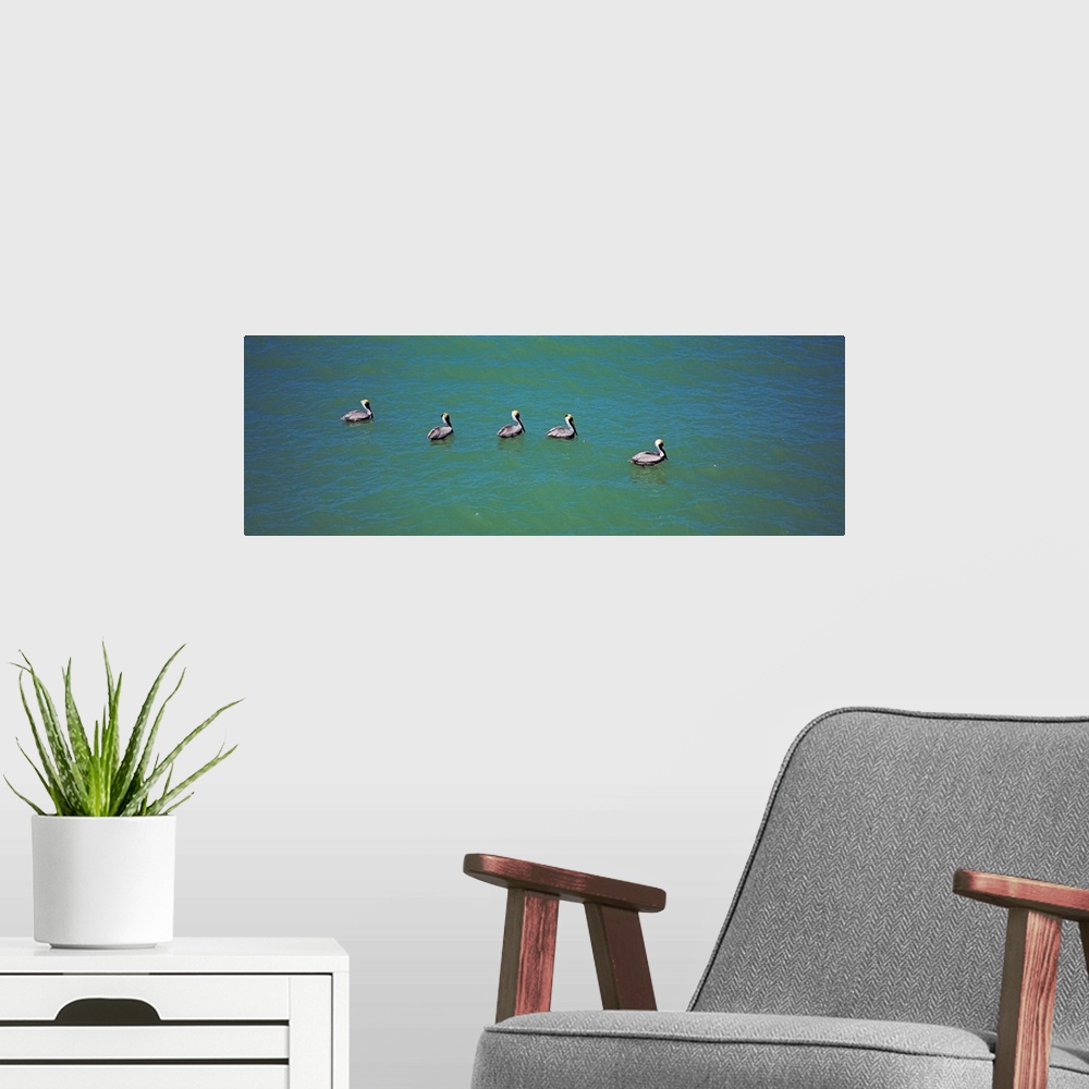 A modern room featuring High angle view of five pelicans in water, Gulf Of Mexico, Florida