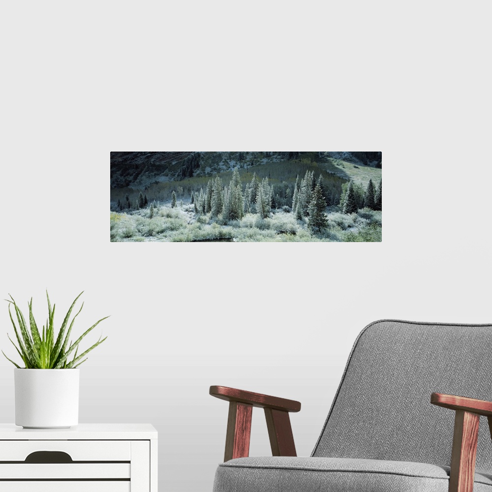 A modern room featuring This is a panoramic photograph of conifer threes growing on a mountain side and in the shade of a...