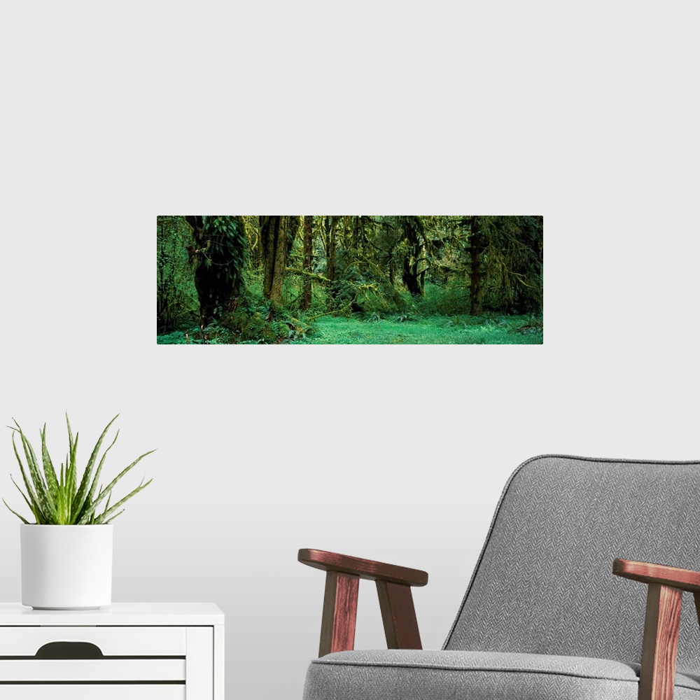 A modern room featuring Hoh Rain Forest WA