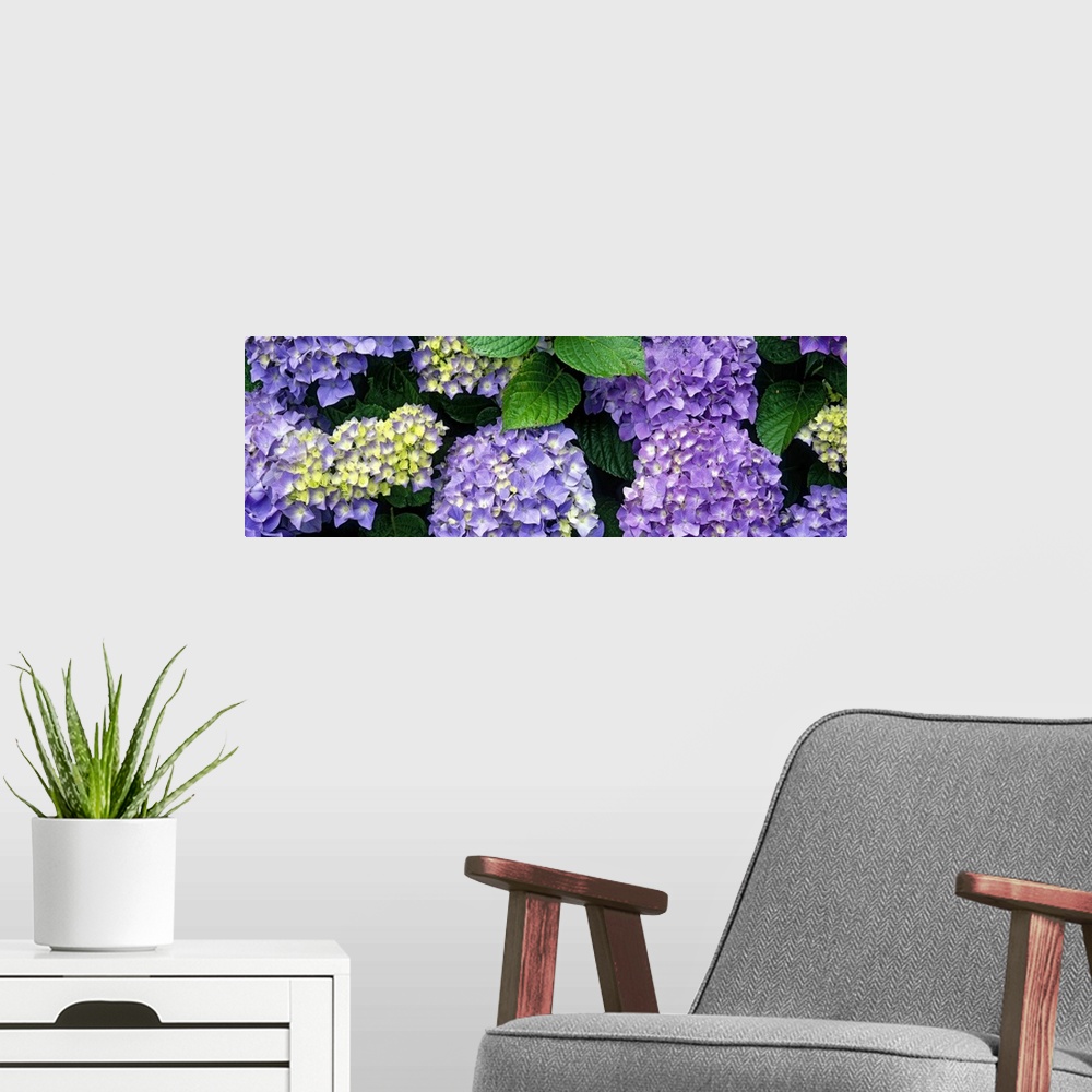 A modern room featuring A hydrangea plant in full bloom with dense bunches of flowers in a garden in Oregon.