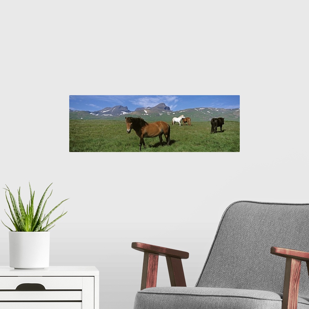 A modern room featuring Iceland, Borgarfjordur, Dvrfioll Mountain, Horses in a meadow