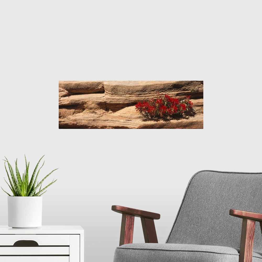 A modern room featuring Indian Paintbrush in Rocks UT