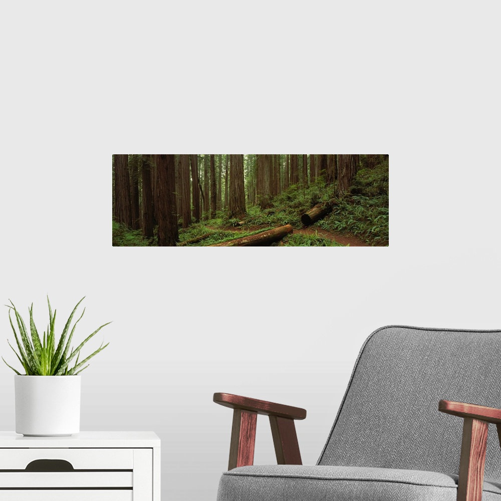A modern room featuring Wide angle photograph taken in a thick forest with large tree trunks that sit on a hill.