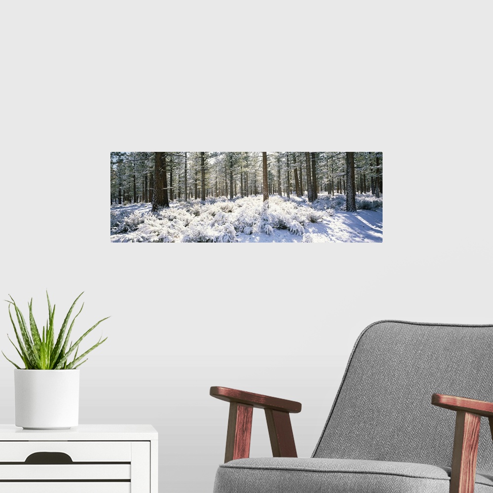 A modern room featuring Jeffrey pine trees in a forest, Mono County, California