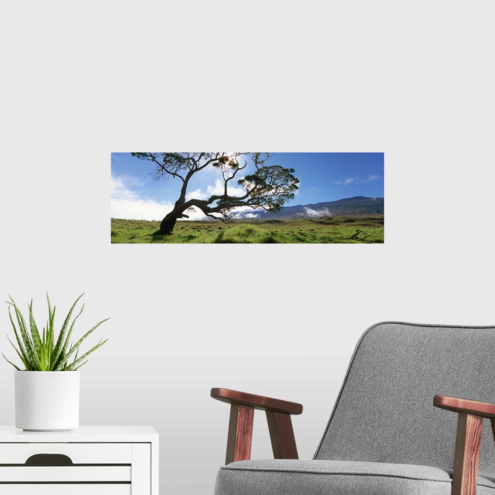 A modern room featuring Koa tree on a landscape, Mauna Kea, Big Island, Hawaii